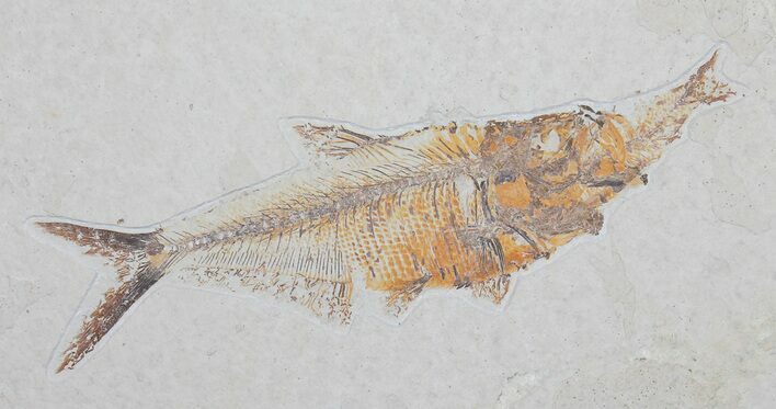 Extremely Rare Fish Aspiration Fossil - Fish Eating Fish! #31363